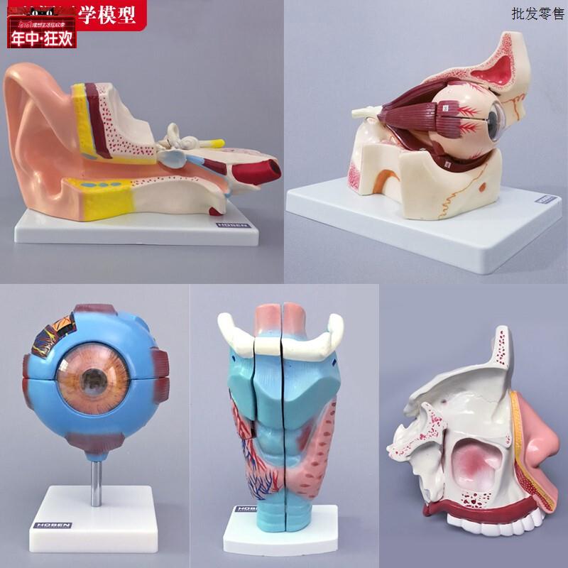 眼球放大鼻子鼻腔解剖结构耳鼻V喉科人体医学教学教具眼睛耳朵模
