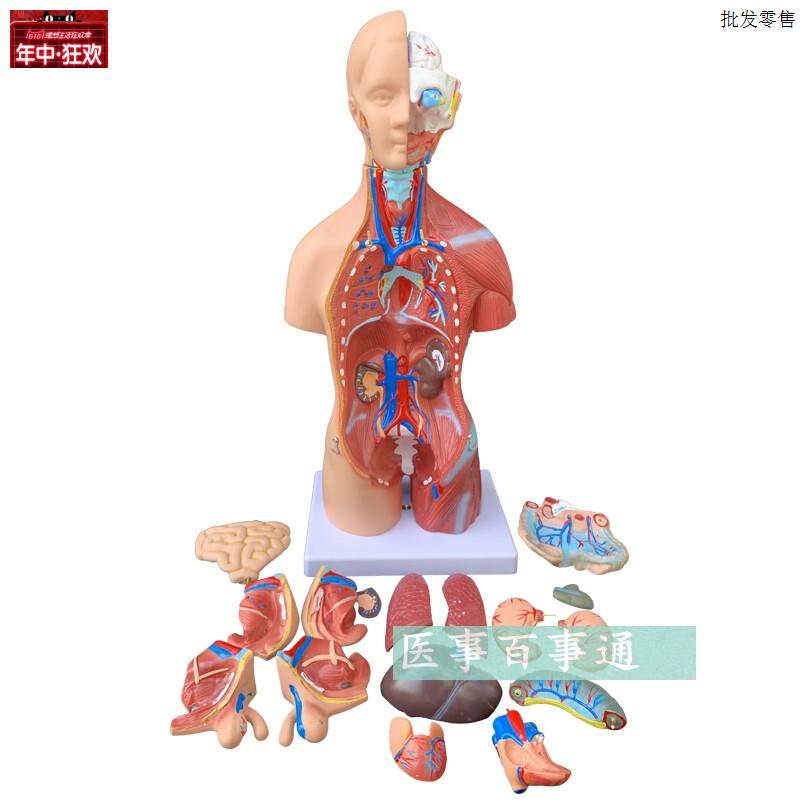 正品45CM两性躯干模型人体内脏器官解I剖结构模型人体解剖