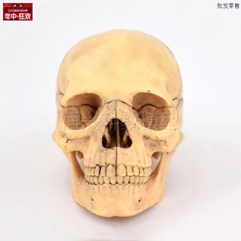 头骨模型拆卸15部件颅骨结构医学美术口腔牙科医生培训r仿真骨髅