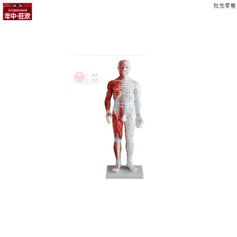60CMG男性针灸模型(带肌肉解剖)人体全身穴位模型(半身带肌肉)
