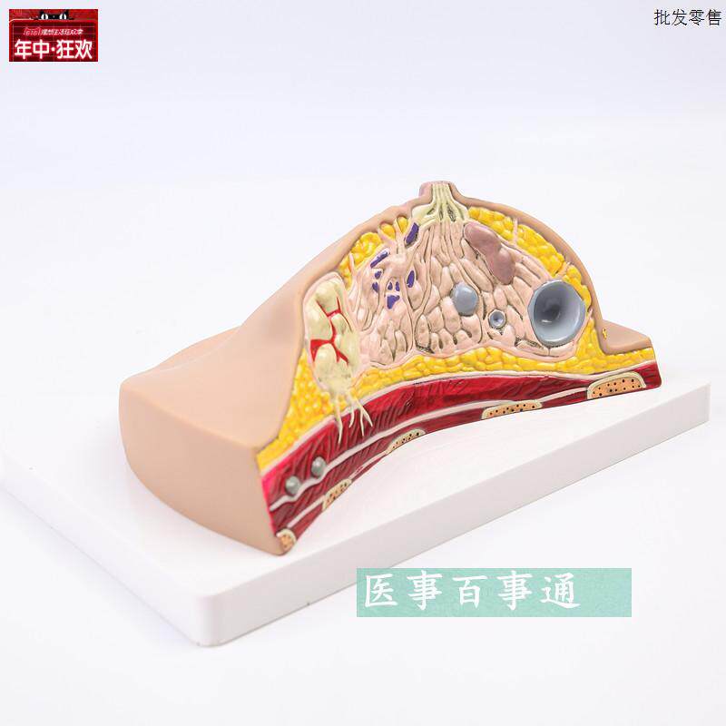 人体1:1乳房模型乳腺解剖女性生殖科普教育教a学健康厂家直销包邮