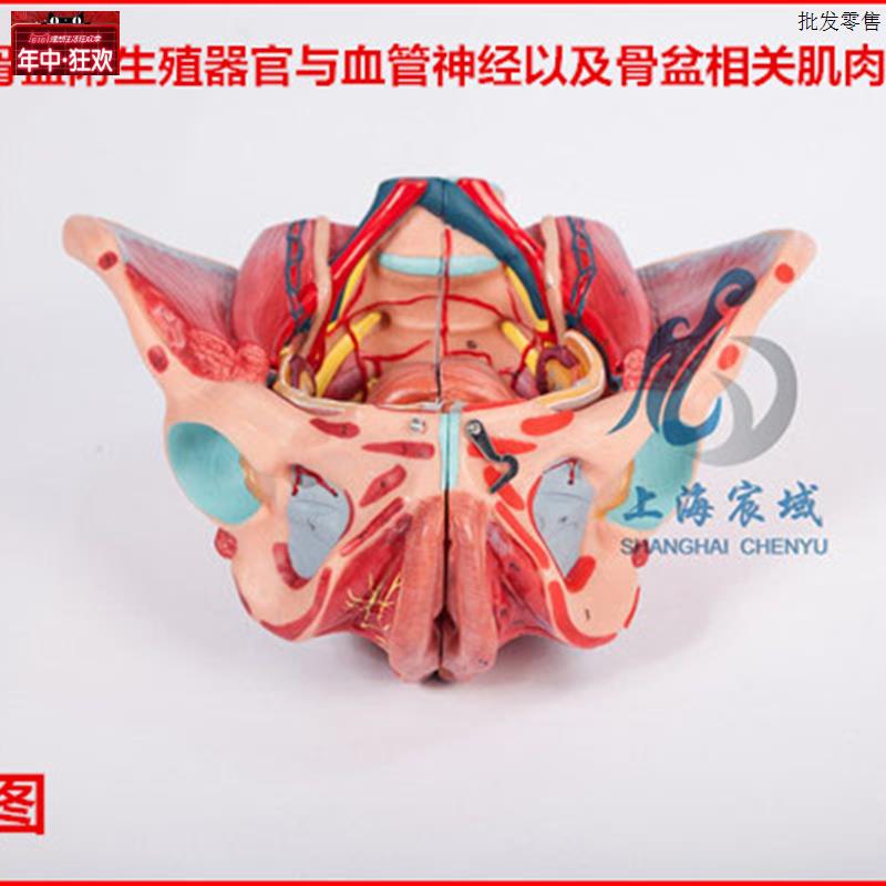 逼真准确女性骨盆附生殖器官与k血管神经以及骨盆相关肌肉附着点