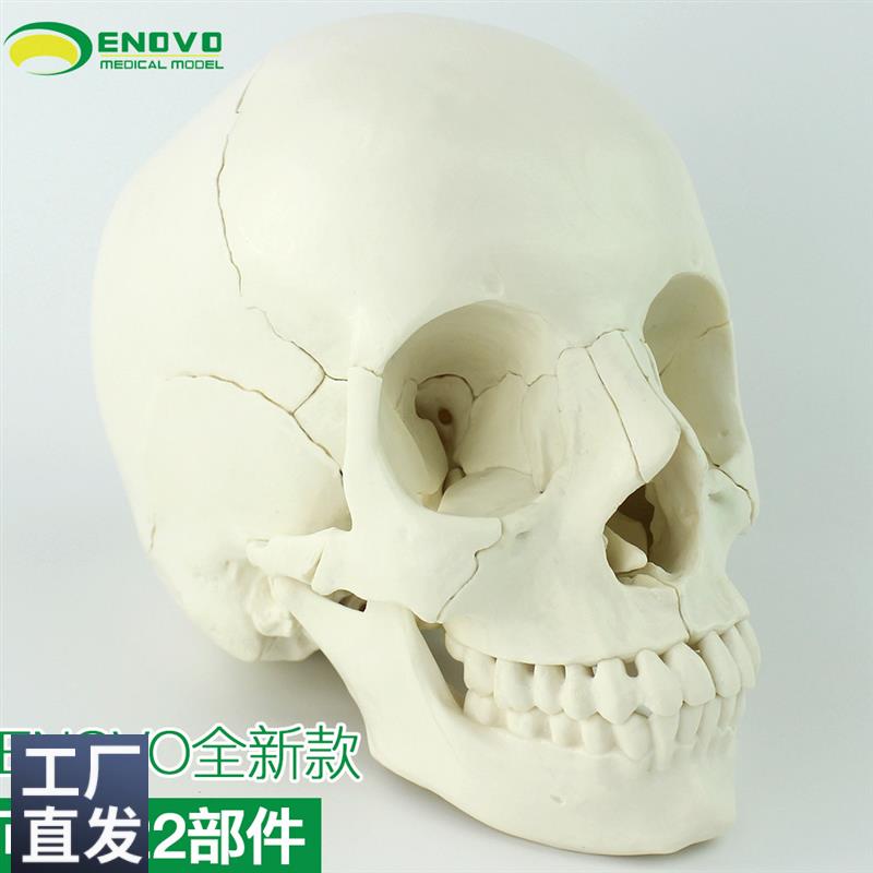 ENOVO颐诺医学用可分解人体头骨模型头颅骨拼装可拆美容微整形教