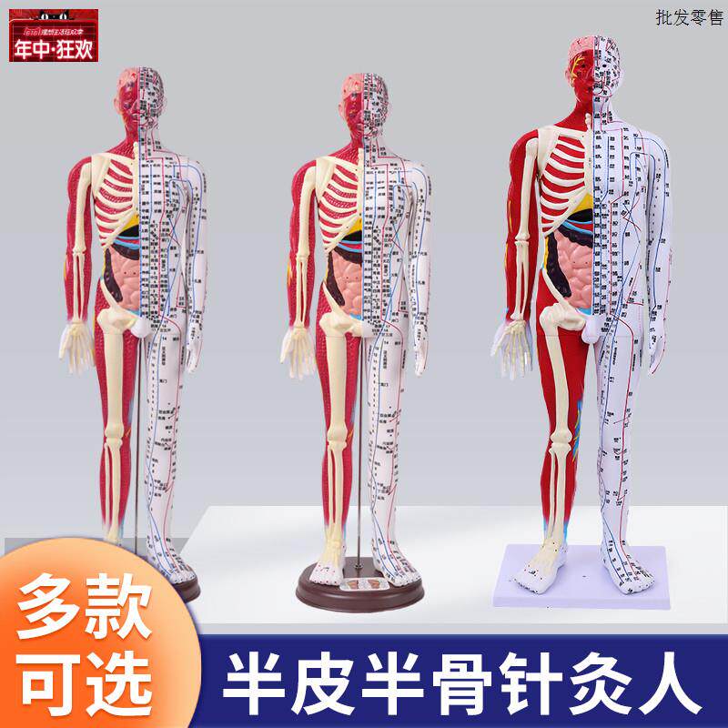 80CM超清晰经络针灸男人体模型人体骨骼内a脏脑针灸穴位模型60厘