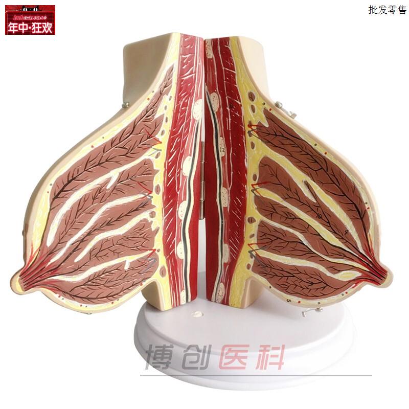 女性哺乳期乳房模型乳房解剖f乳房模型母婴护理月嫂培训模型