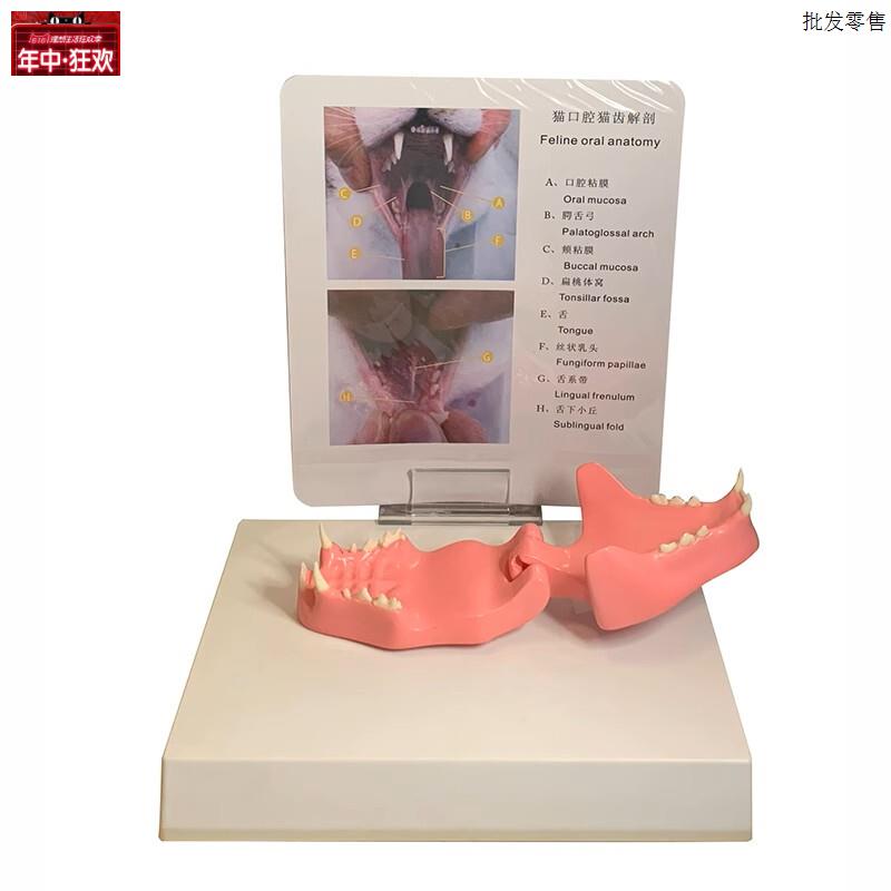 新款猫牙齿模o型健康病变比较猫科宠物医生用猫头骨真实倒模可活