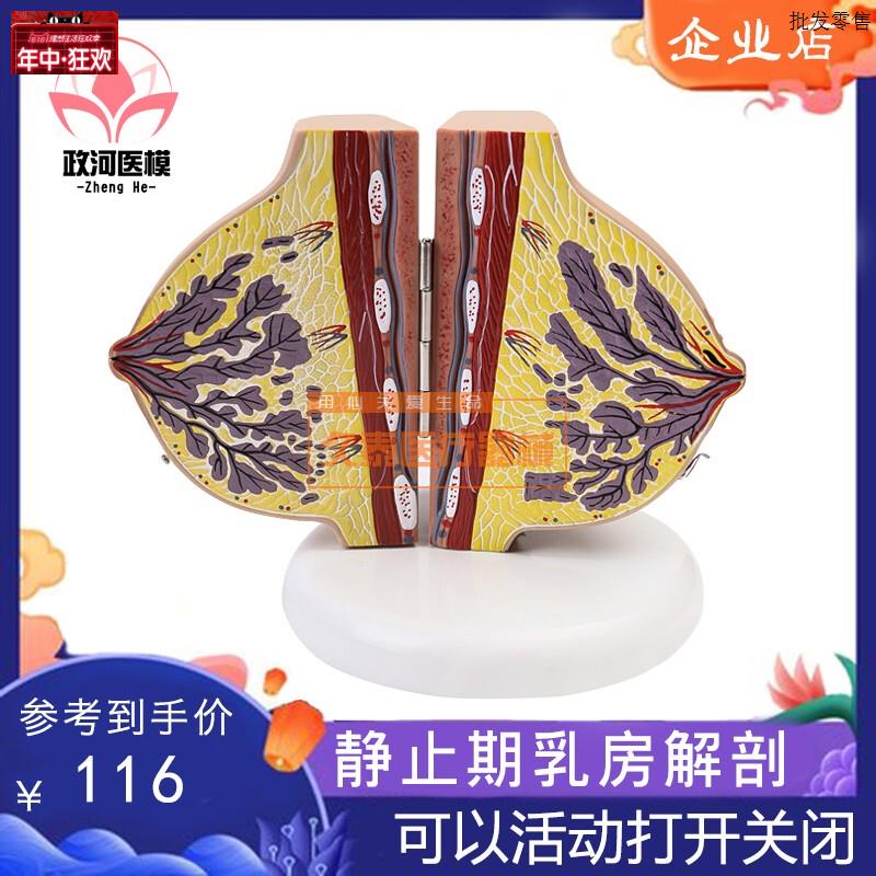 静止期乳房模型胸部解剖乳房结构造乳房乳k腺病变模型催乳师教具