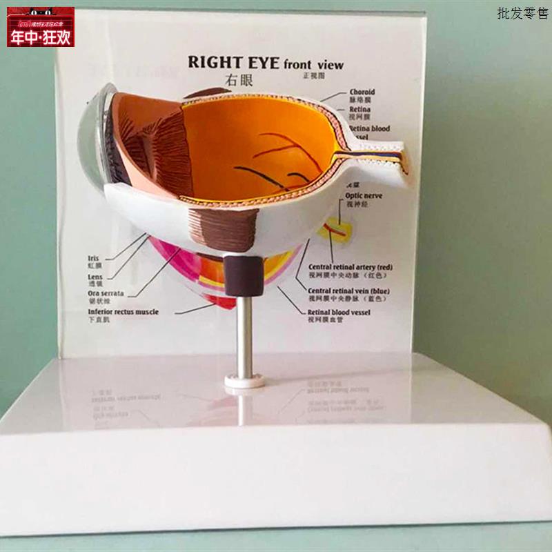 眼睛模型晶d片虹膜器官解剖人体教学教仪医用医学教学教具包邮