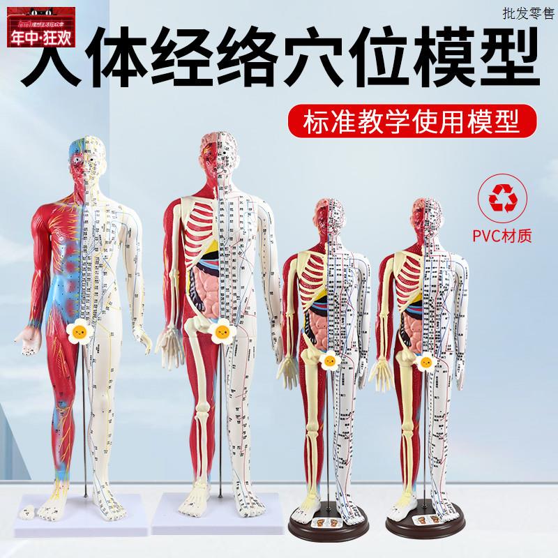 60CM半皮半肌肉解剖针灸人刻字超高清晰l人体穴位模型针灸按摩教