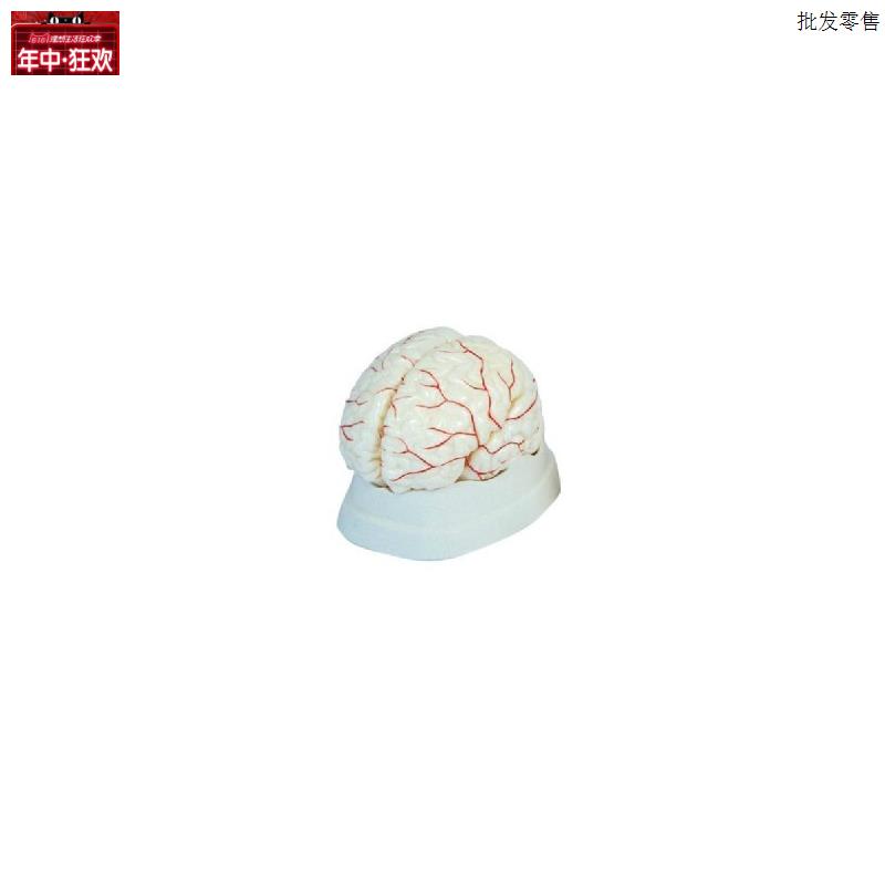 脑动脉模型人体医学解z剖模型头部解剖脑部