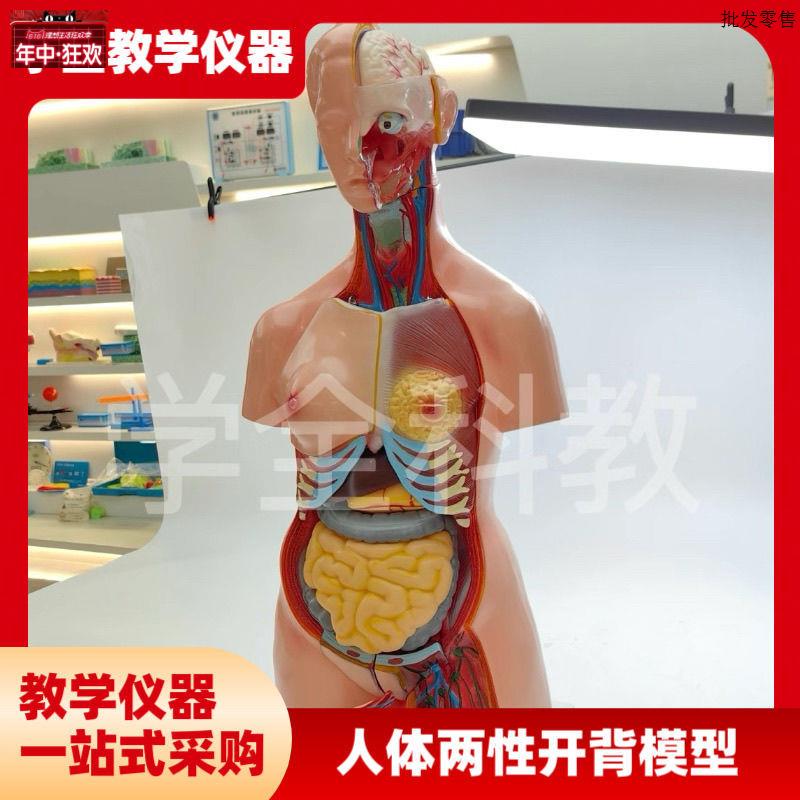 人体器官身体结构解剖模型85cm两性开背全身内脏拼装k躯干解刨模