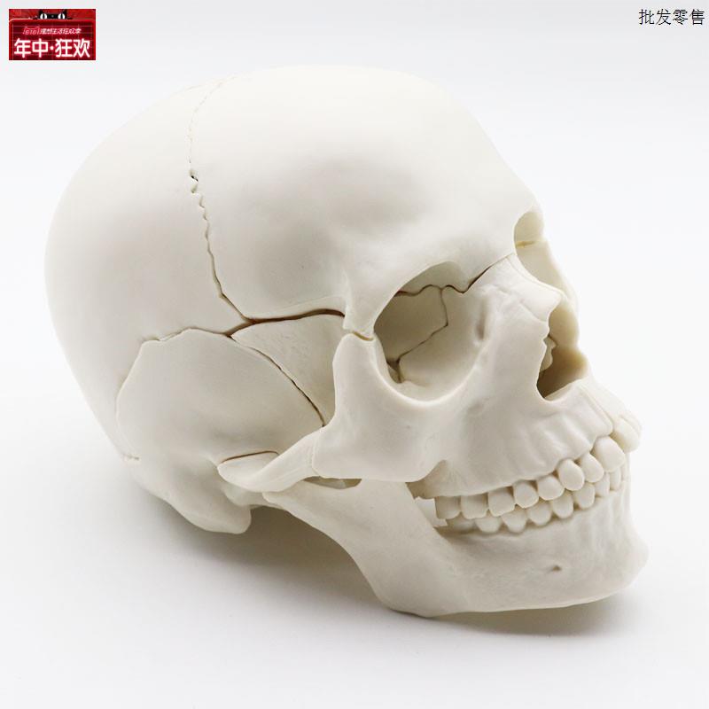 人体仿真医学可拆分15部件1:2白色头骨模型头颅e医用艺用教学用具