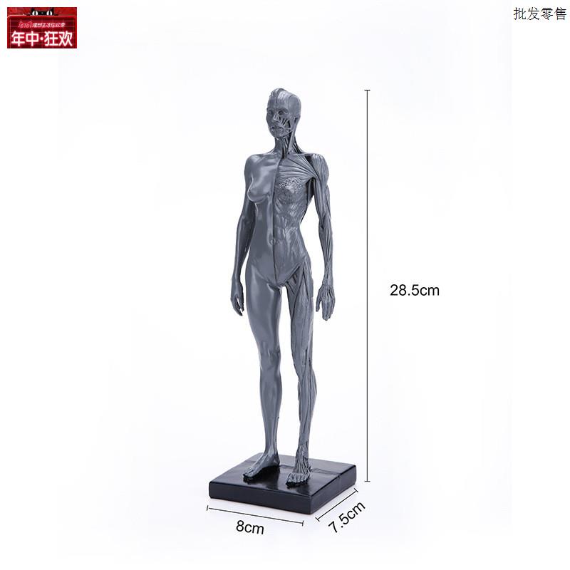 仿真女性人体骷髅美术写j生全身肌肉结构静物素描教学模型RTSM106