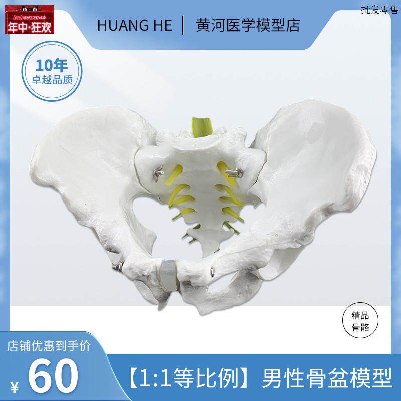 人体自然大骨盆模型1:1自i然大盆骨模型骨盆男性骨盆模型骨骼模型