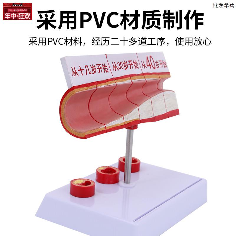 血管人体血管解剖模型各阶段年龄层血管展示模d型大型血管展示