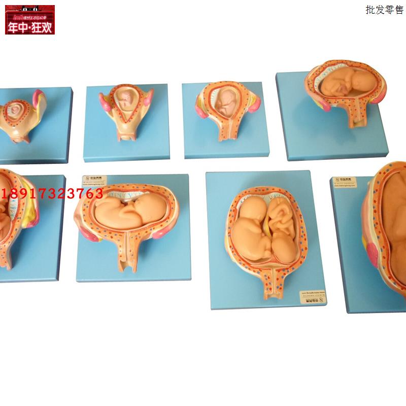 高级妊娠胚胎发育过程模型子宫胎F儿发育教学胎儿发育过程模型