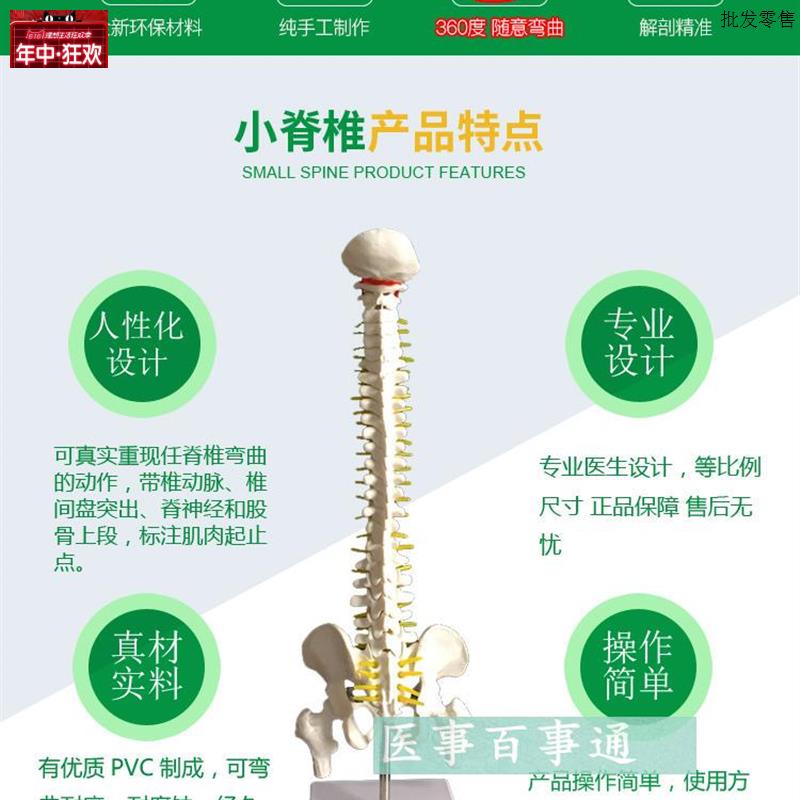 45CM人体脊柱模K型人体脊椎模型正骨手法练习脊椎附骨盆腰椎模型