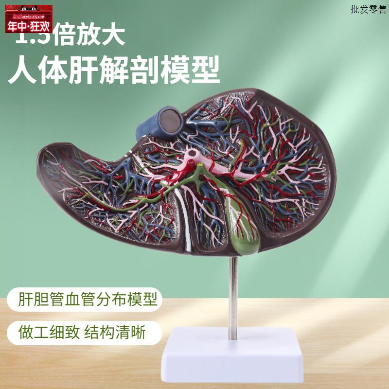 仿真人体肝胆囊血管模型肝脏解剖标本消肝A胆科消化系内脏器官构