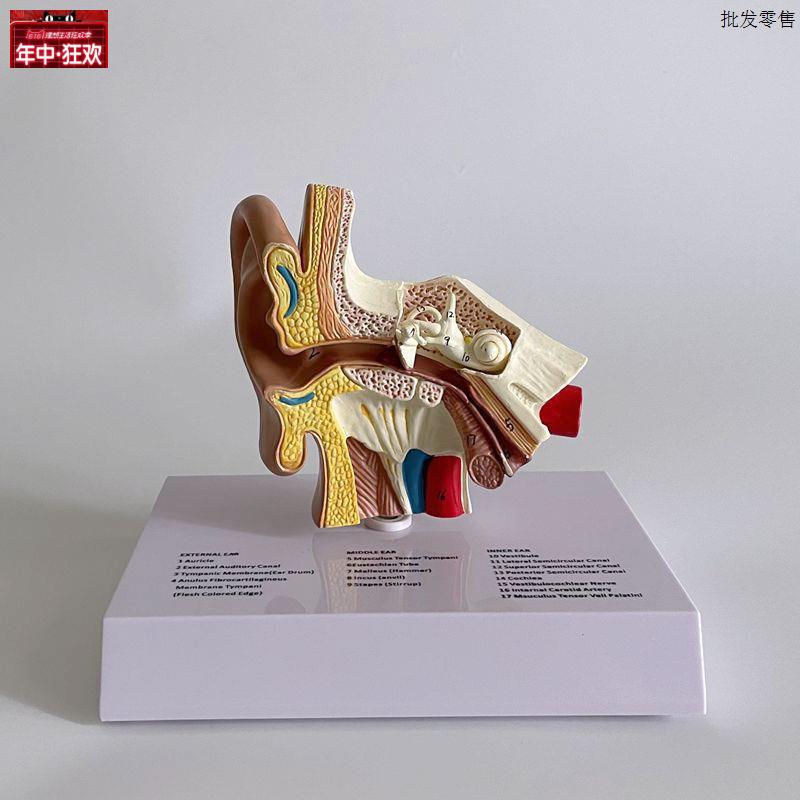 右耳模型内耳中耳鼓膜Q听小骨耳蜗半规管人体耳朵结构听力耳鼻喉