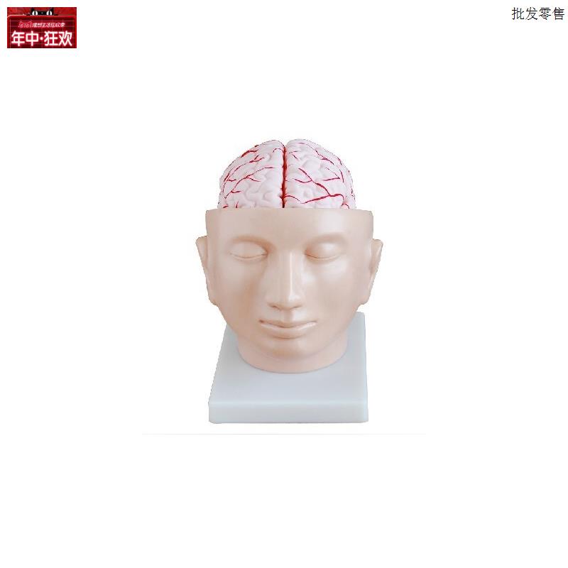 头部附脑动脉模型人体医学R头部解剖模型教学培训专用特价促销