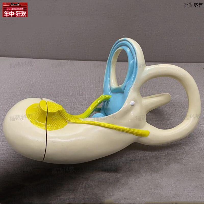 内耳模型耳蜗前庭半规管迷路人体耳s朵耳鼻喉科医用声音生物教具