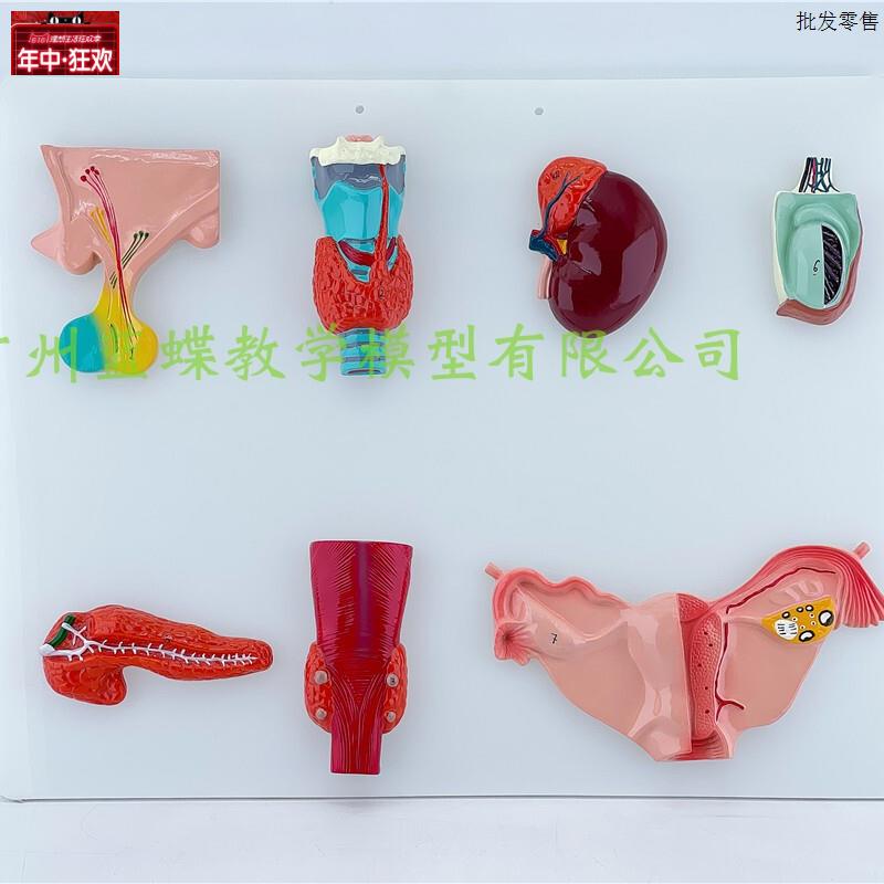 正品人体内分c泌系统模型内分泌腺医学甲状腺肾上腺垂体松果体