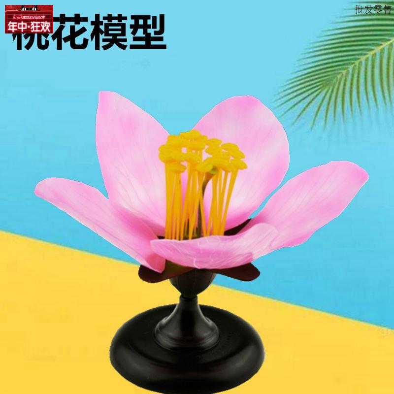 桃花模型可拆卸双子叶植物花蕊子房初高中生物课教育K仪器装备农