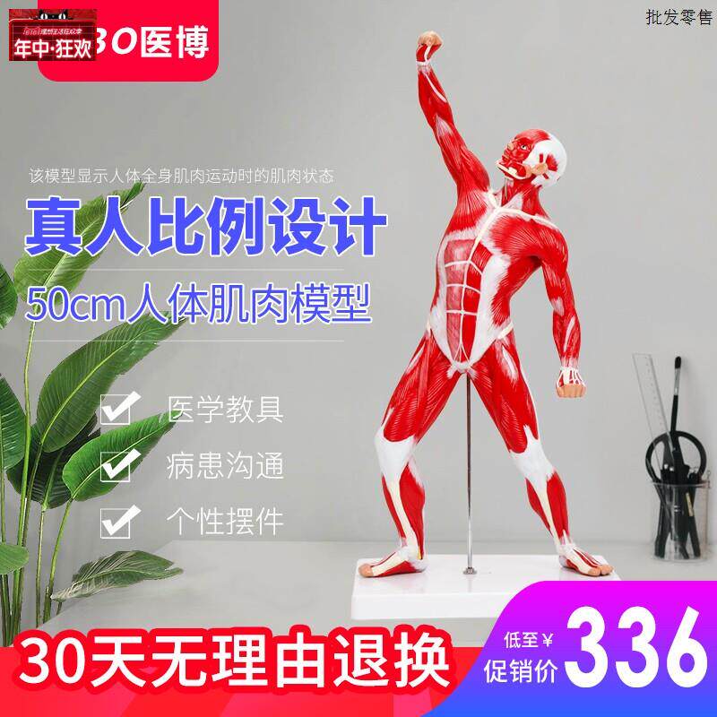 人体肌肉模型美术医用彷真骨D骼肌肉组织解刨模型健身教学模型