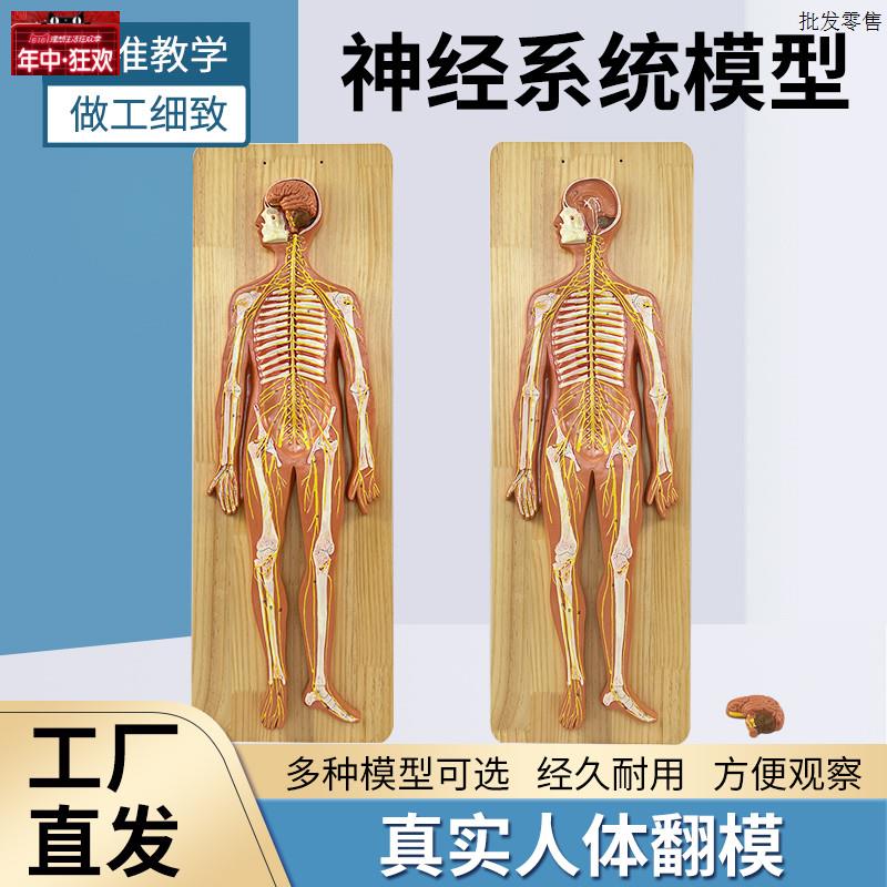 人体神经系统解剖模型中枢神经脑脊髓周围脊神d经骶丛坐骨神经