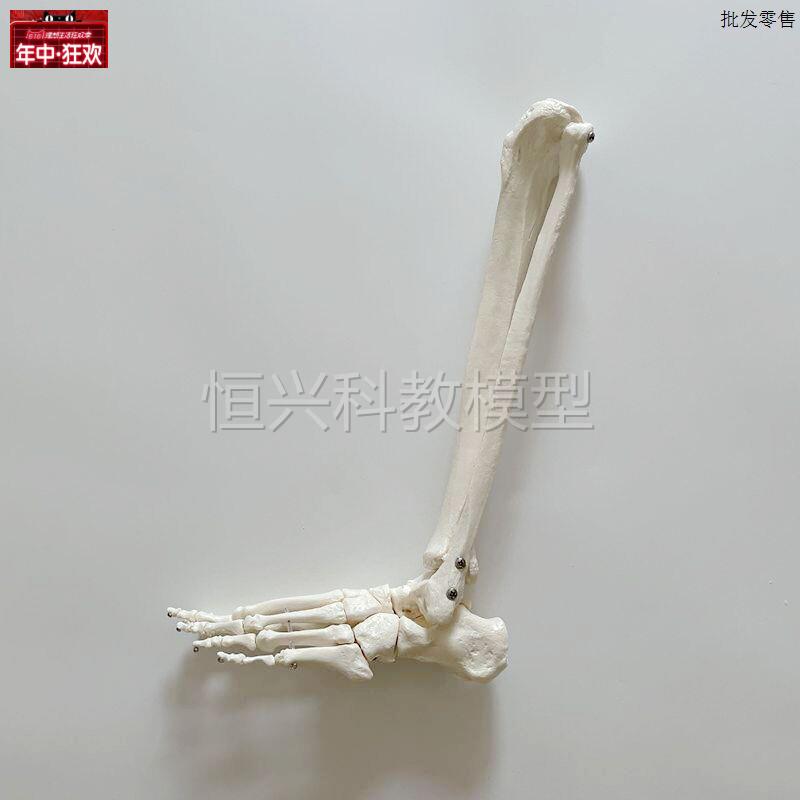 胫腓骨带脚骨E模型小腿骨仿真1比1大腿骨医用骨科解剖塑胶骨头促