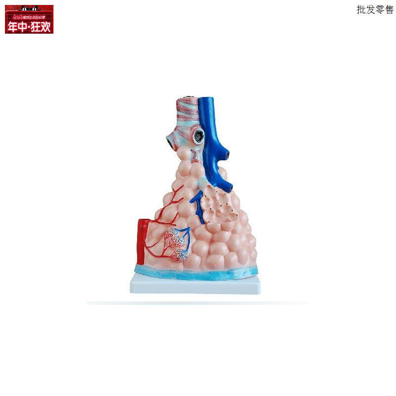 肺泡放大g模型人体医学肺泡解剖模型肺部模型教学培训专用模型
