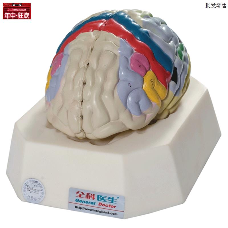 大脑皮质功能定位模型GD/AX18205人体脑部解剖模型教学培训专用