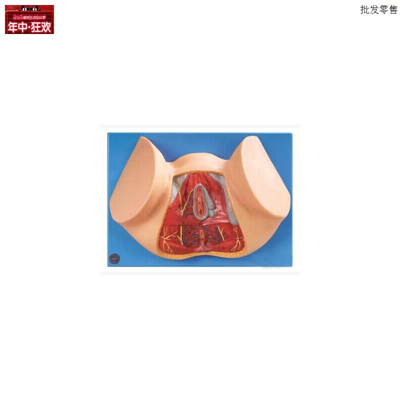 女性会阴生殖系统人体内Y脏器官医用教学模型15113