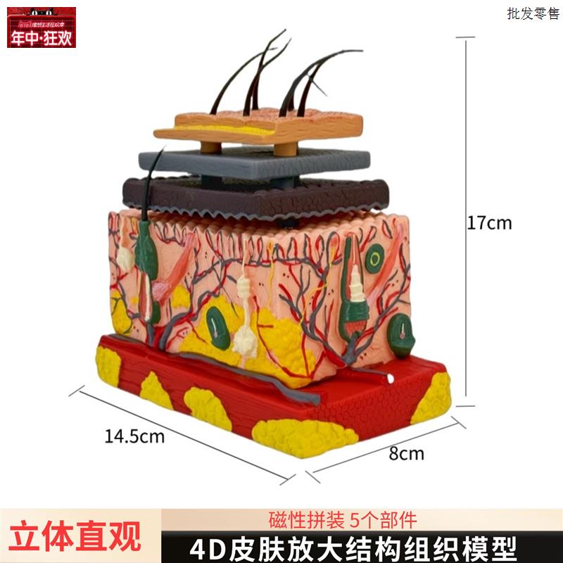 医学立体皮肤组织结构放大模型人体层次构造分n层解剖模具整形头