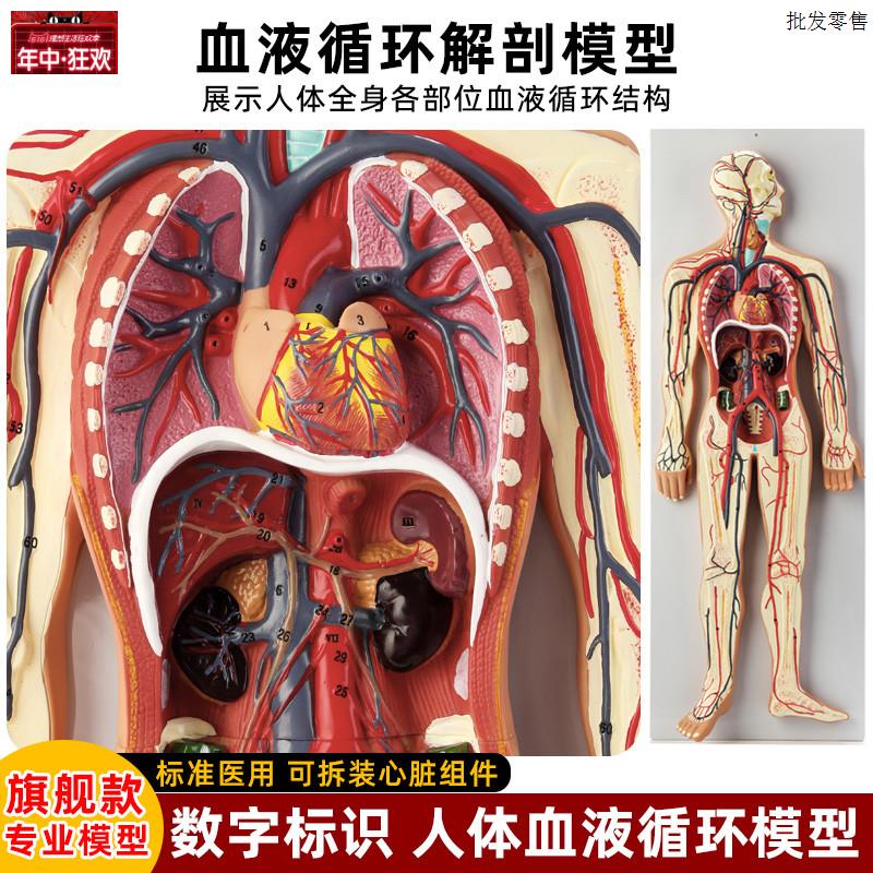 医学仿真人体血液循环系统A模型心脏外科动脉静脉神经血管解剖教