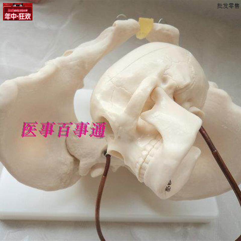 模型骨盆助产产妇模型生育助产示教模型自然大Q女性骨盆分娩教具
