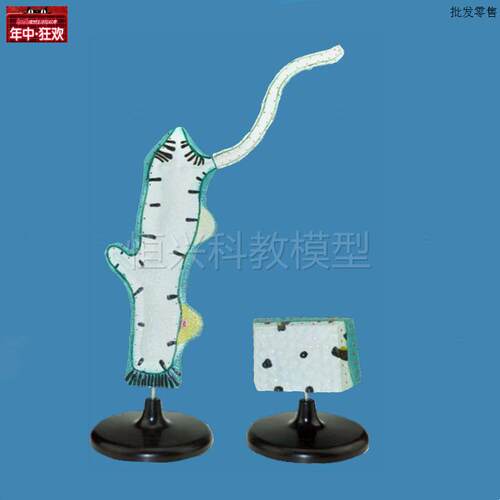 水螅模型无脊椎动物腔肠动物门g淡水动物生物教学实验器材初中高
