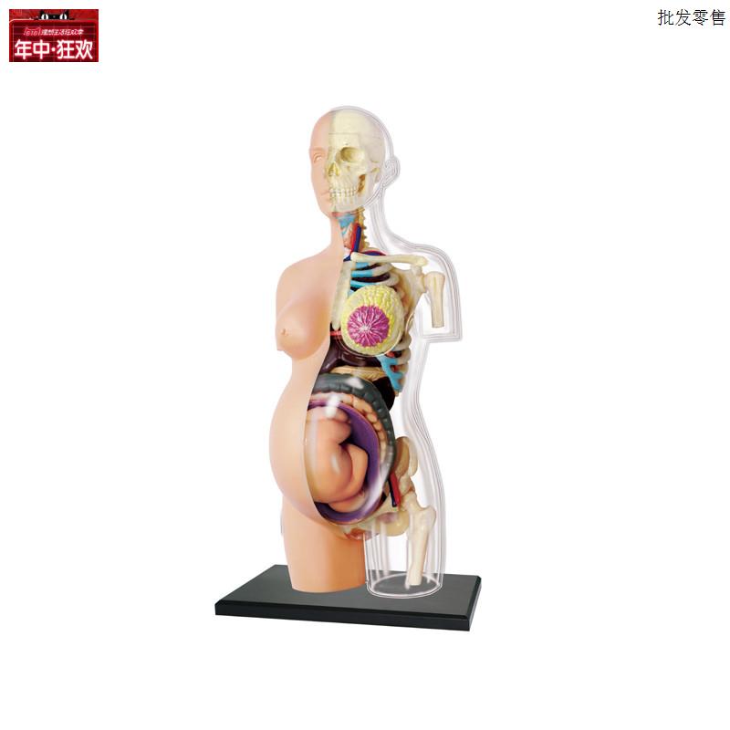 4DMASTER半身透明人体妊V娠孕妇医学模型躯干孕期瑜伽教学模具