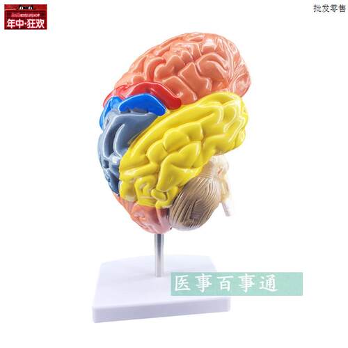神经科模型脑模型带动T脉脑解剖模型脑模型脑功能区域色分模型
