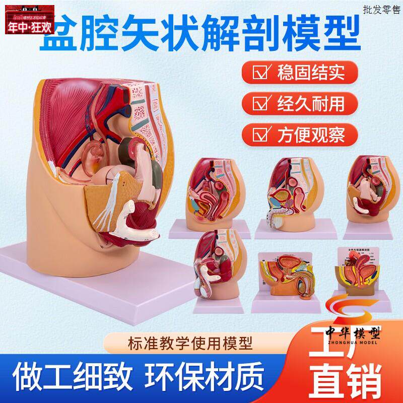 盆腔模型女性矢状解剖模型生殖系统骨盆切面器官系统x教学模型医
