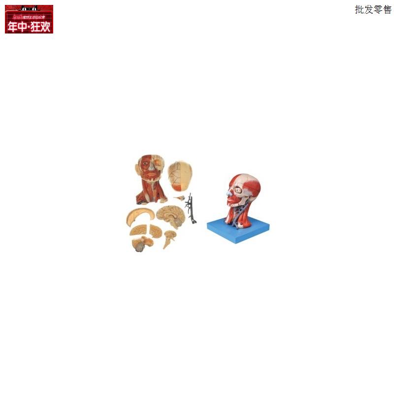 头颈部肌肉血管附脑模型GD/yA18211/人体脑部解剖模型附血管肌肉