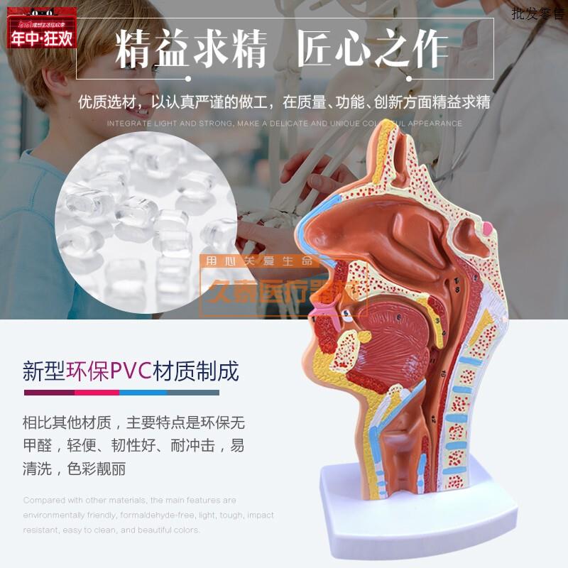 头部解剖模型口腔医用F血管神经模具鼻腔咽喉型鼻咽候医教