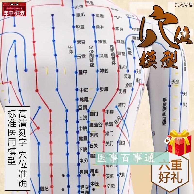 经络大号60cm人O体穴位模型人体经络模具人体针灸模型十二经脉