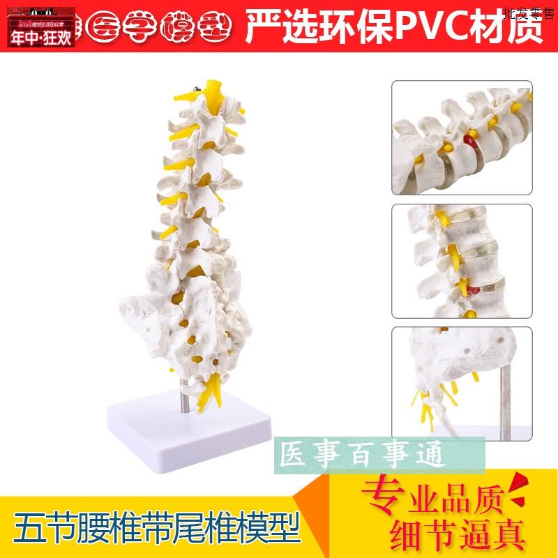 自然大人体五节腰椎模型腰椎间盘骨骼骨b盆模型教学32CM高包邮