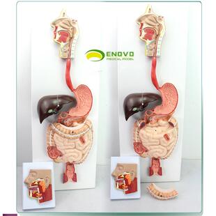 ENOVO颐诺医学人体消化系统模型化道腺消化内科解剖o结构器官教具