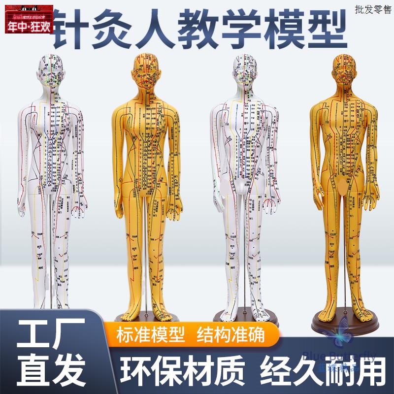 针灸人体模型医用扎针练习小皮人十二经络穴W位图模特软胶扎针练