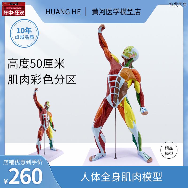 美术艺用肌肉人模H型医院用教学人体模型肌肉解剖健身系统素描教