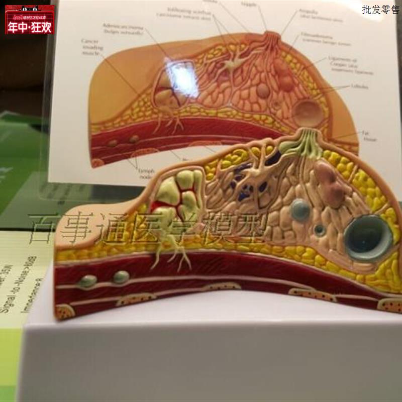 妇女乳房模型d解剖健康教育生物生理实验用具哺乳期培训催乳师