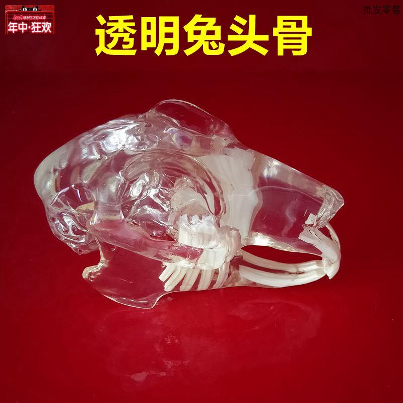 兔牙齿模型透明头骨倒模彷真动物猫牙犬牙骨宠物医O生兽医口腔饰