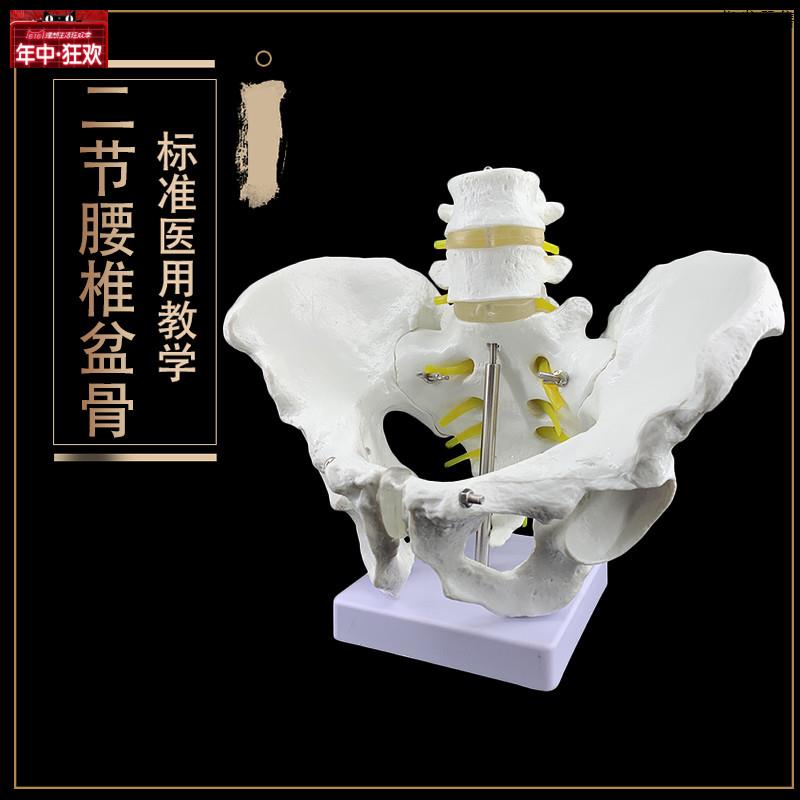 自然大骨盆带二节腰椎模型盆骨模型骨骼模型r骨盆模型脊椎模型